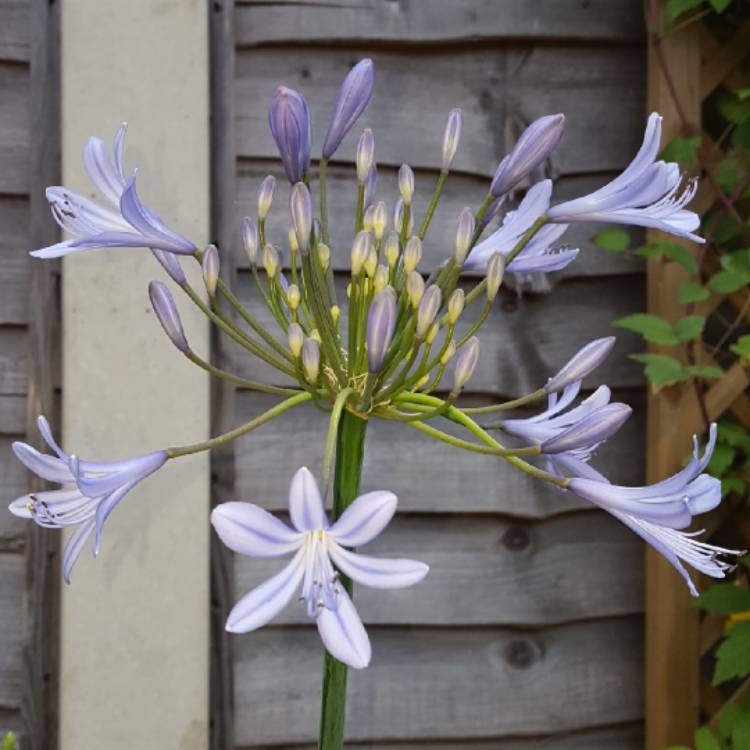 Plant image Agapanthus 'Jacaranda'