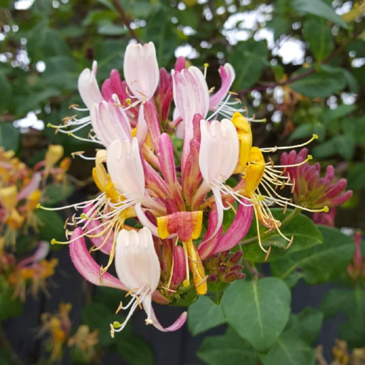 plant image 783353 plant image 783353