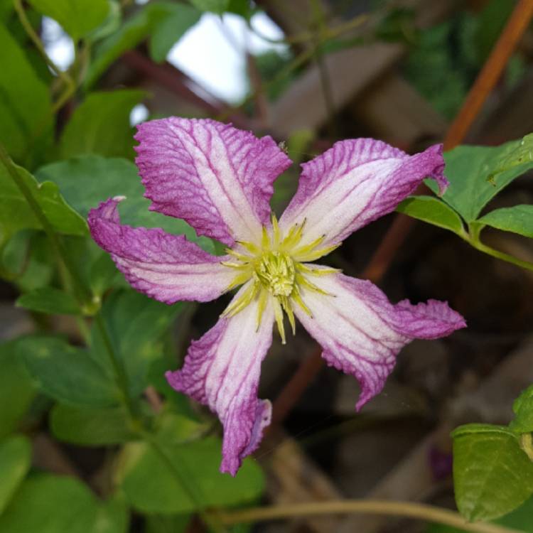 Plant image Clematis viticella 'Minuet'