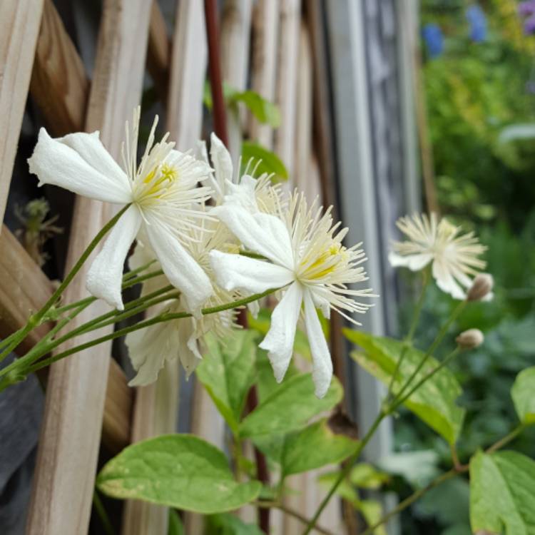 plant image 783391
