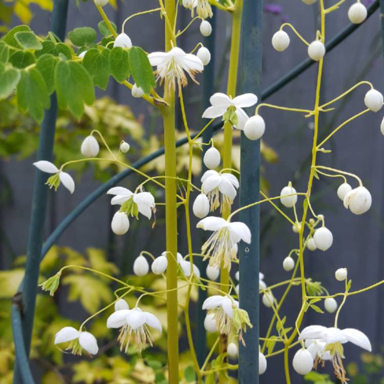 plant image 783440 plant image 783440