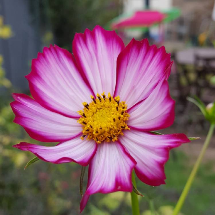 plant image 817533