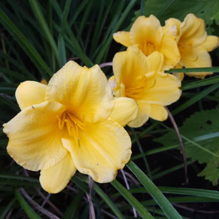 plant image 830282 plant image 830282