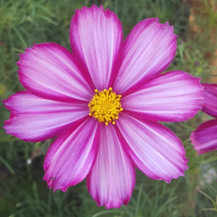 plant image 850524