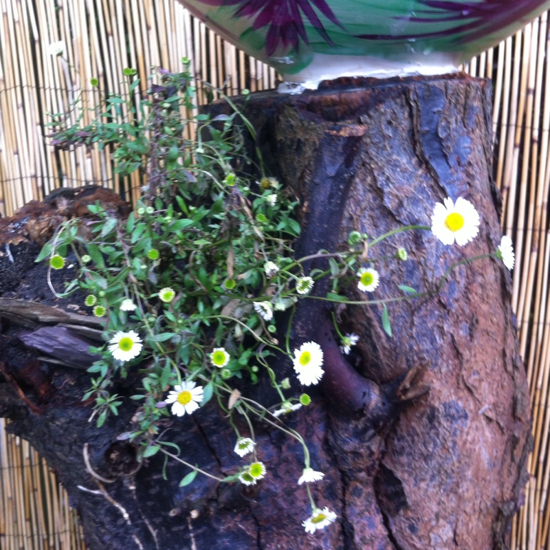 plant image 99107