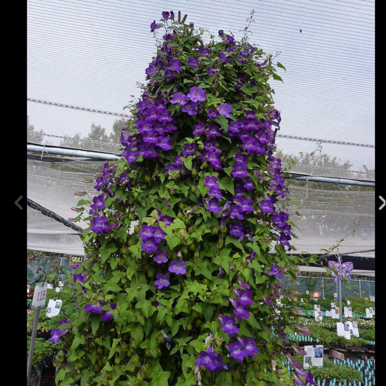 Plant image Asarina Scandens
