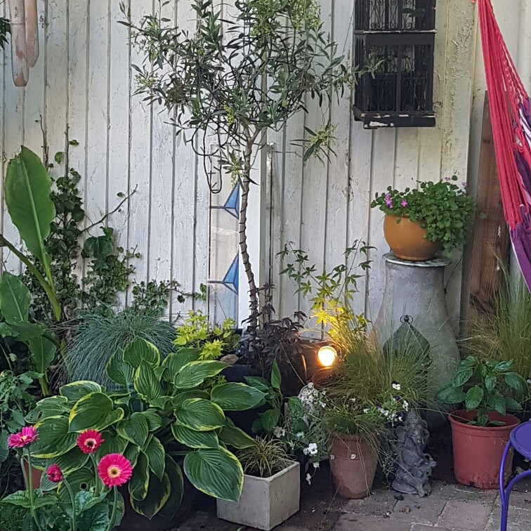 Jan's garden