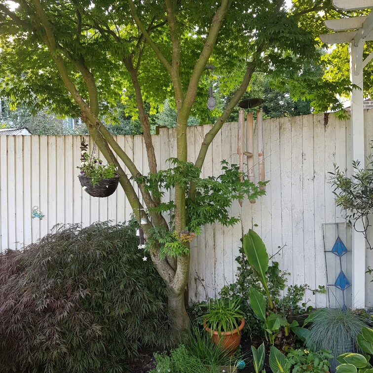 Jan's garden