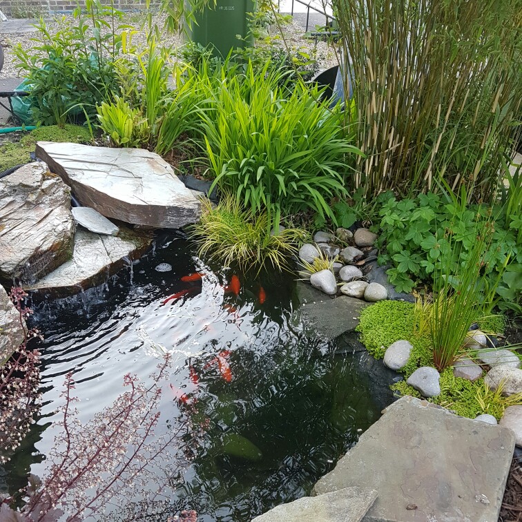 Jan's garden