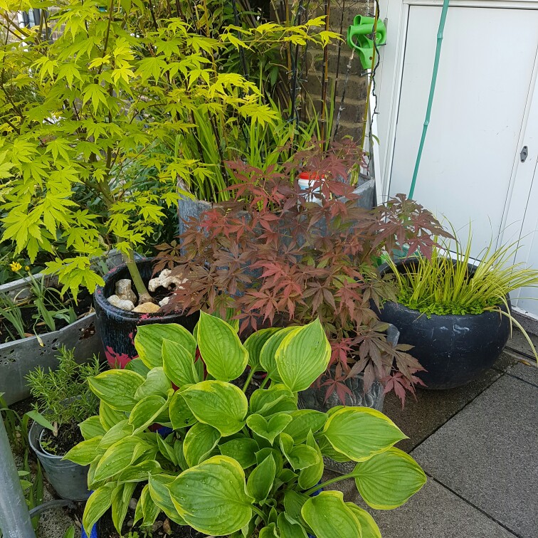 Jan's garden