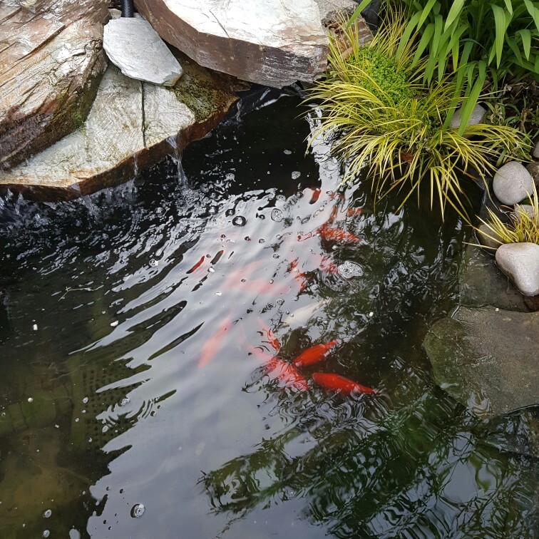 Jan's garden