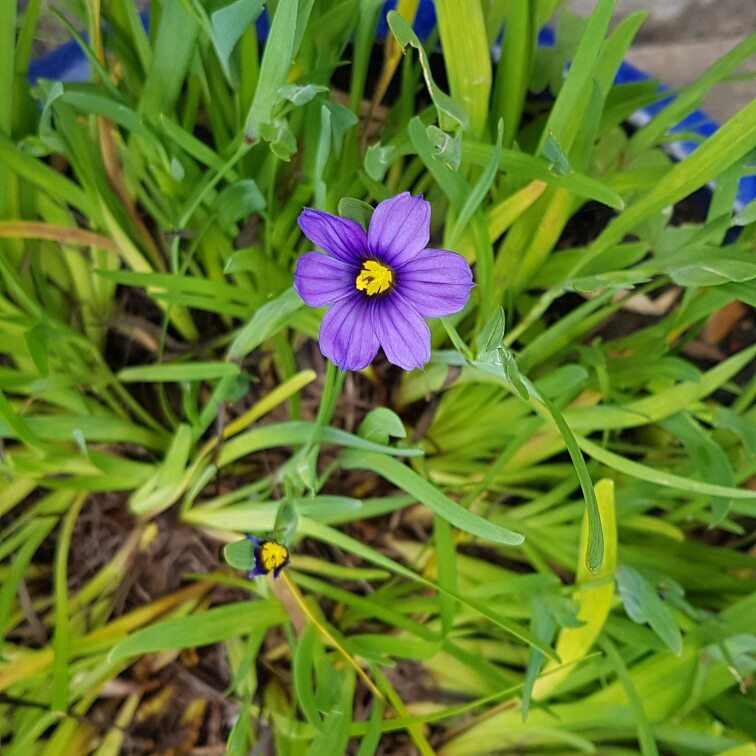 Jan's garden
