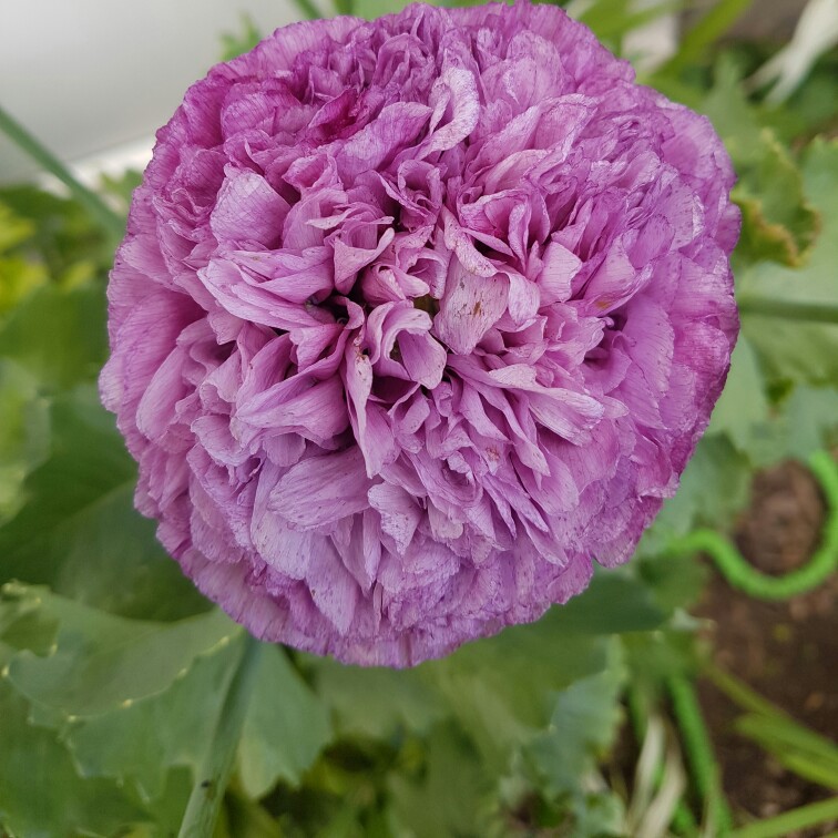 Plant image Papaver somniferum 'Double Lilac'