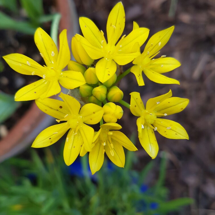 Jan's garden