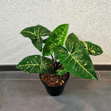 Syngonium Panda