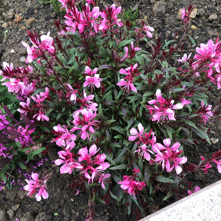Plant image Oenothera lindheimeri 'Florgaucomro' syn. Oenothera lindheimeri 'Gaudi Rose', Gaura lindheimeri 'Gaudi Rose'