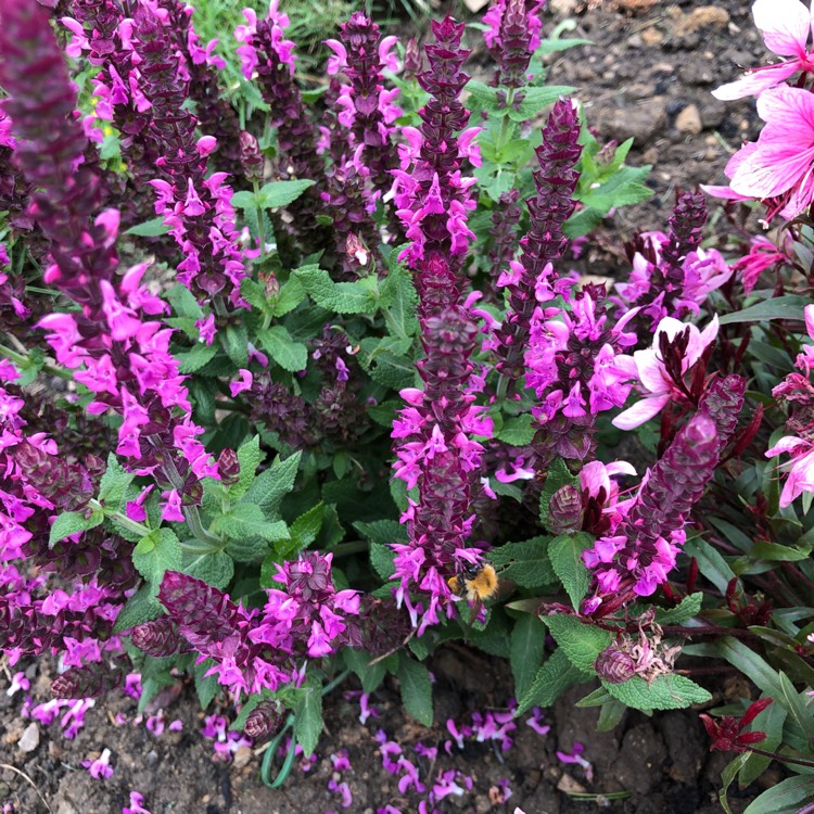 Plant image Salvia nemorosa 'Sensation Rose' (Sensation Series)
