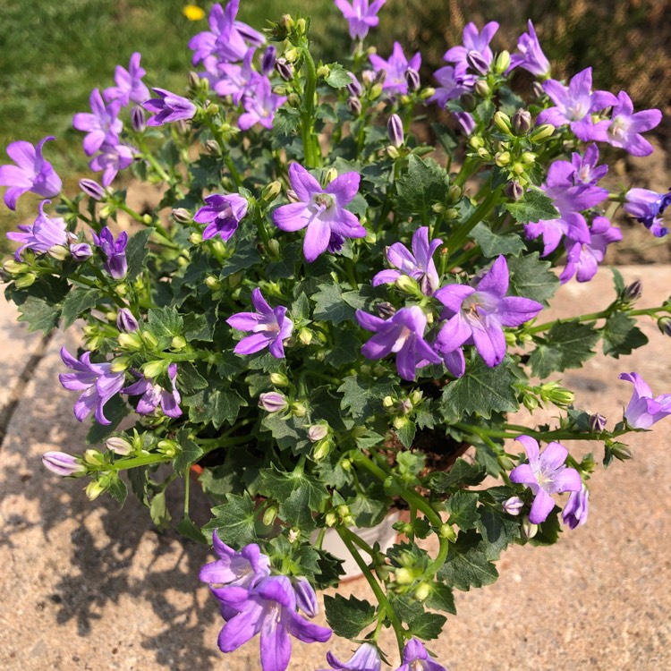 Plant image Campanula carpatica 'Blue Clips'