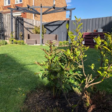 Karen's garden