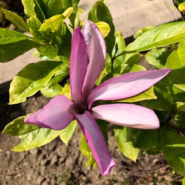 Magnolia 'Susan'