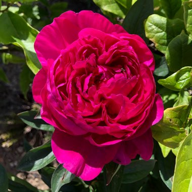 Karen's garden