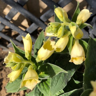 Karen's garden