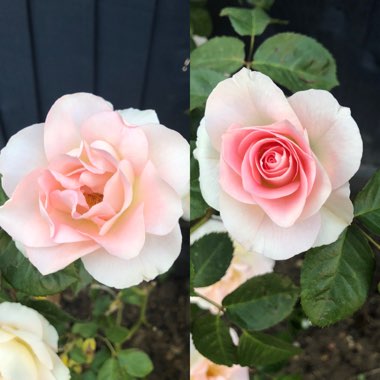 Rose 'Jenny's Rose'
