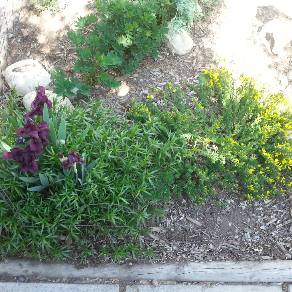 Jessica's garden