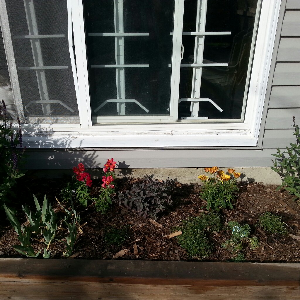 Jessica's garden