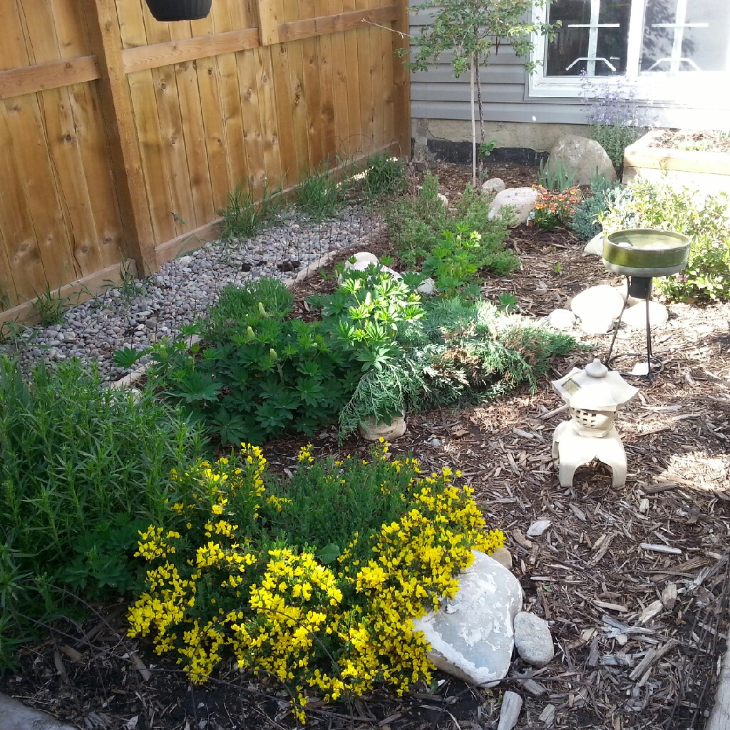 Jessica's garden