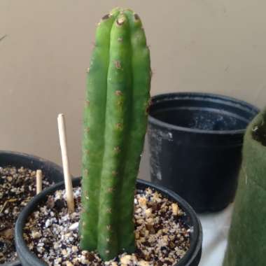 San Pedro Cactus
