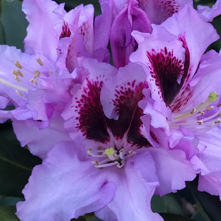 plant image 1011317
