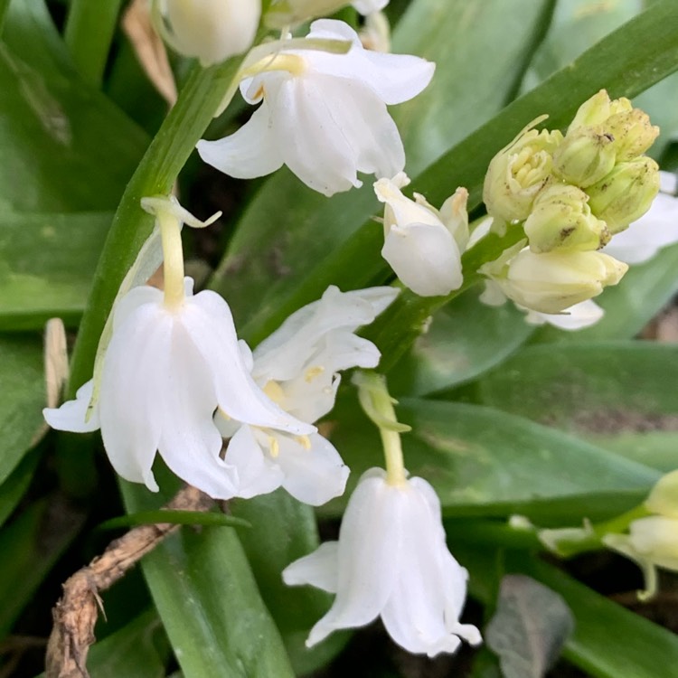 Plant image Hyacinthoides hispanica 'Alba'