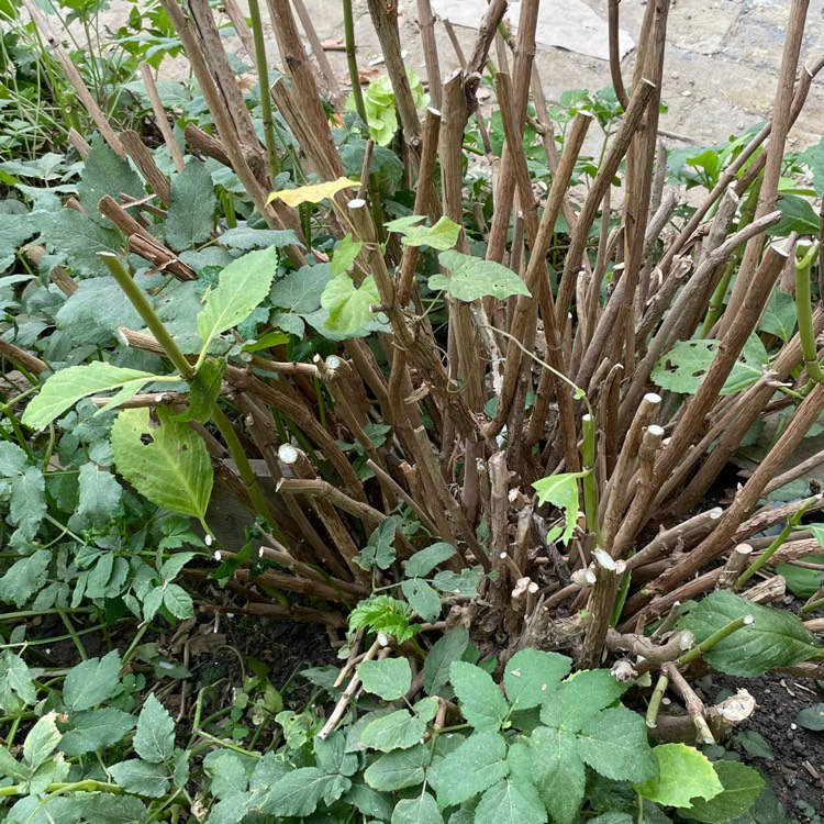 plant image 1529508