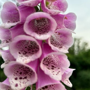Common Foxglove