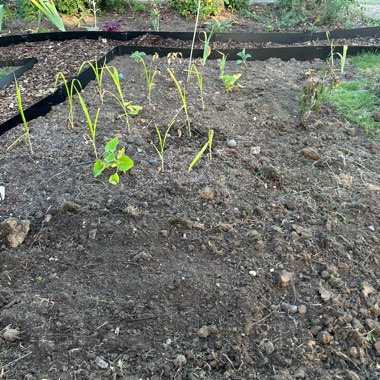 T's garden