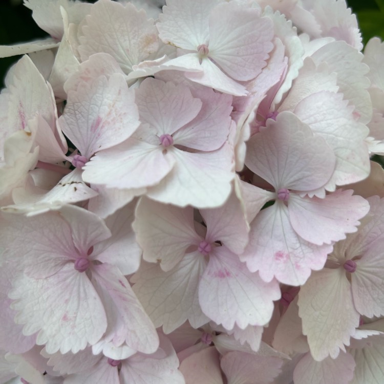 plant image 1678065