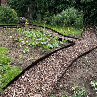 T's garden