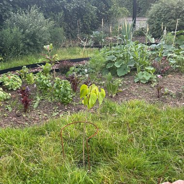 T's garden