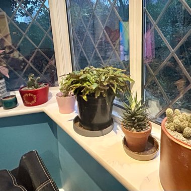 T's garden