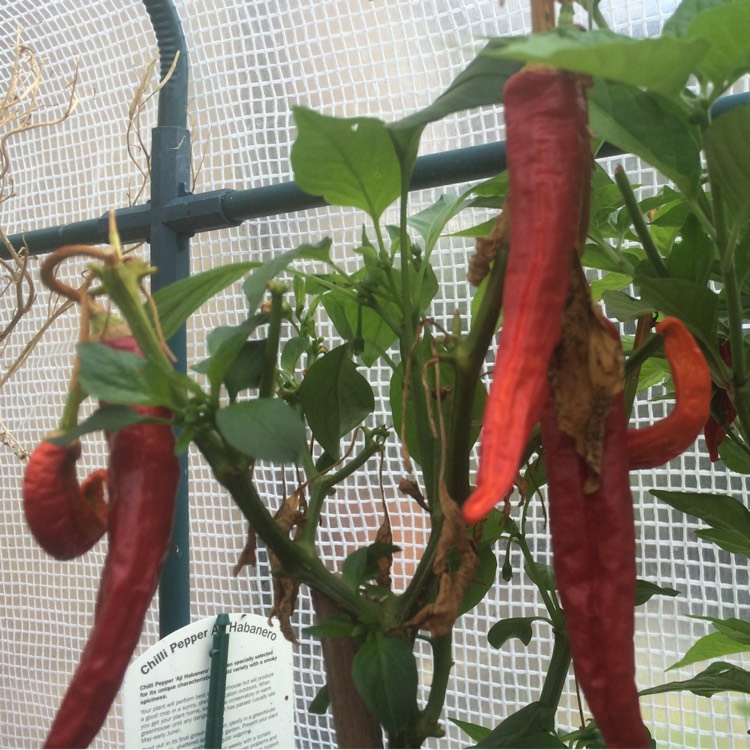 plant image 229205