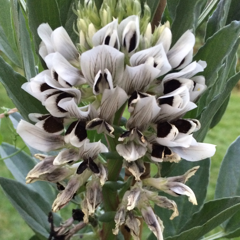plant image 73096