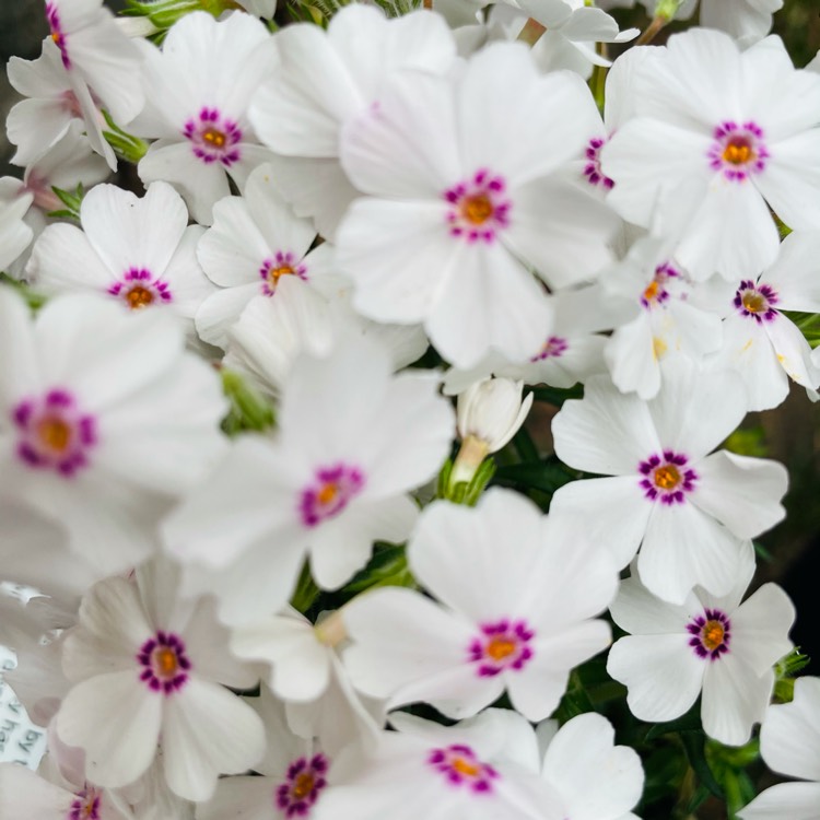 Plant image Phlox subulata 'Amazing Grace'