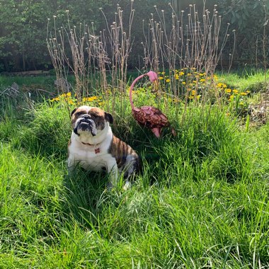 Samuel's garden