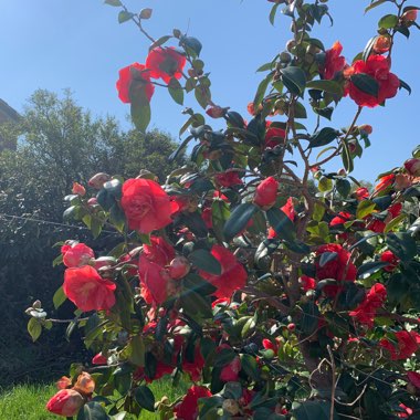 Camellia 'Lady Campbell'