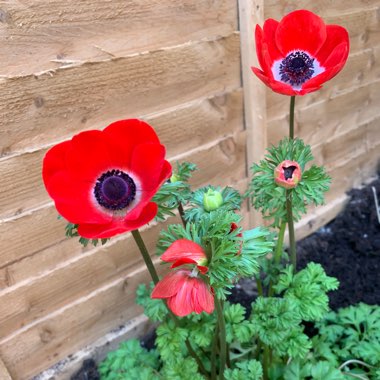 Poppy Flowered Anemone 'Hollandia'