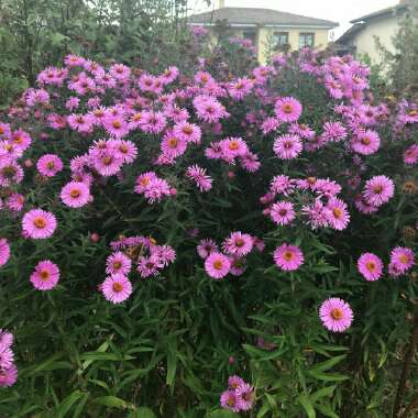 Javier 's garden