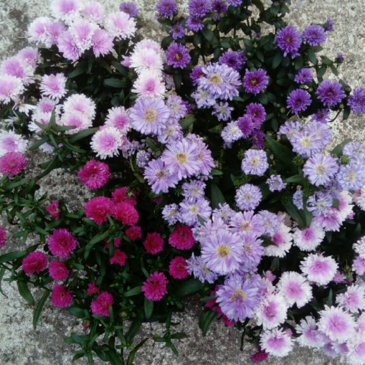 plant image 847889