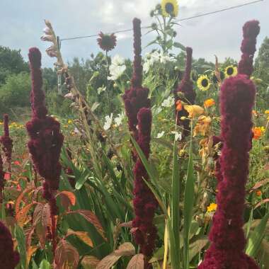 Javier 's garden