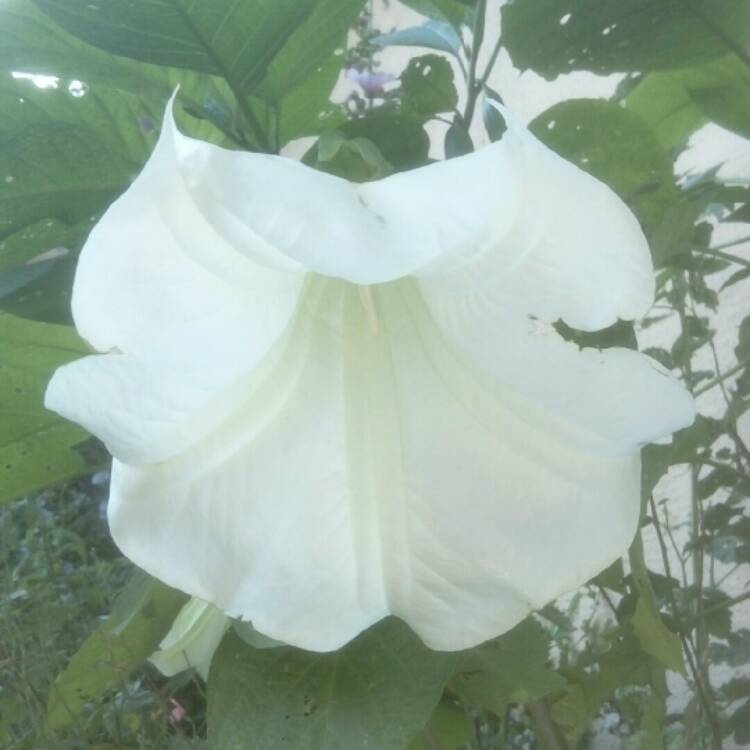 plant image 866020